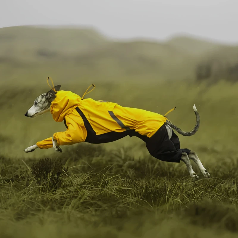 Yellow rain suit — on-dog fit
