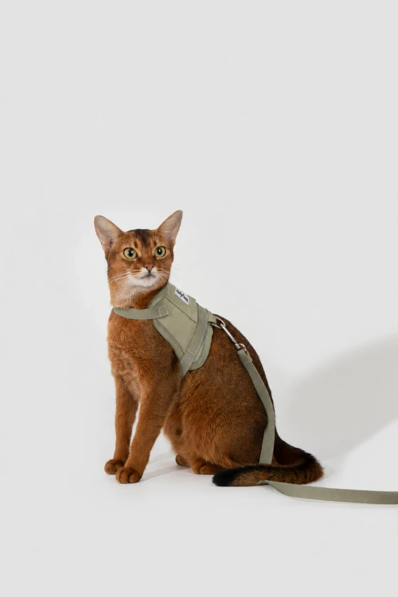 Cat Vest Harness & Leash Set