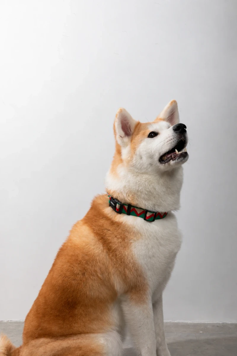 Adjustable Geometric Dog Collar