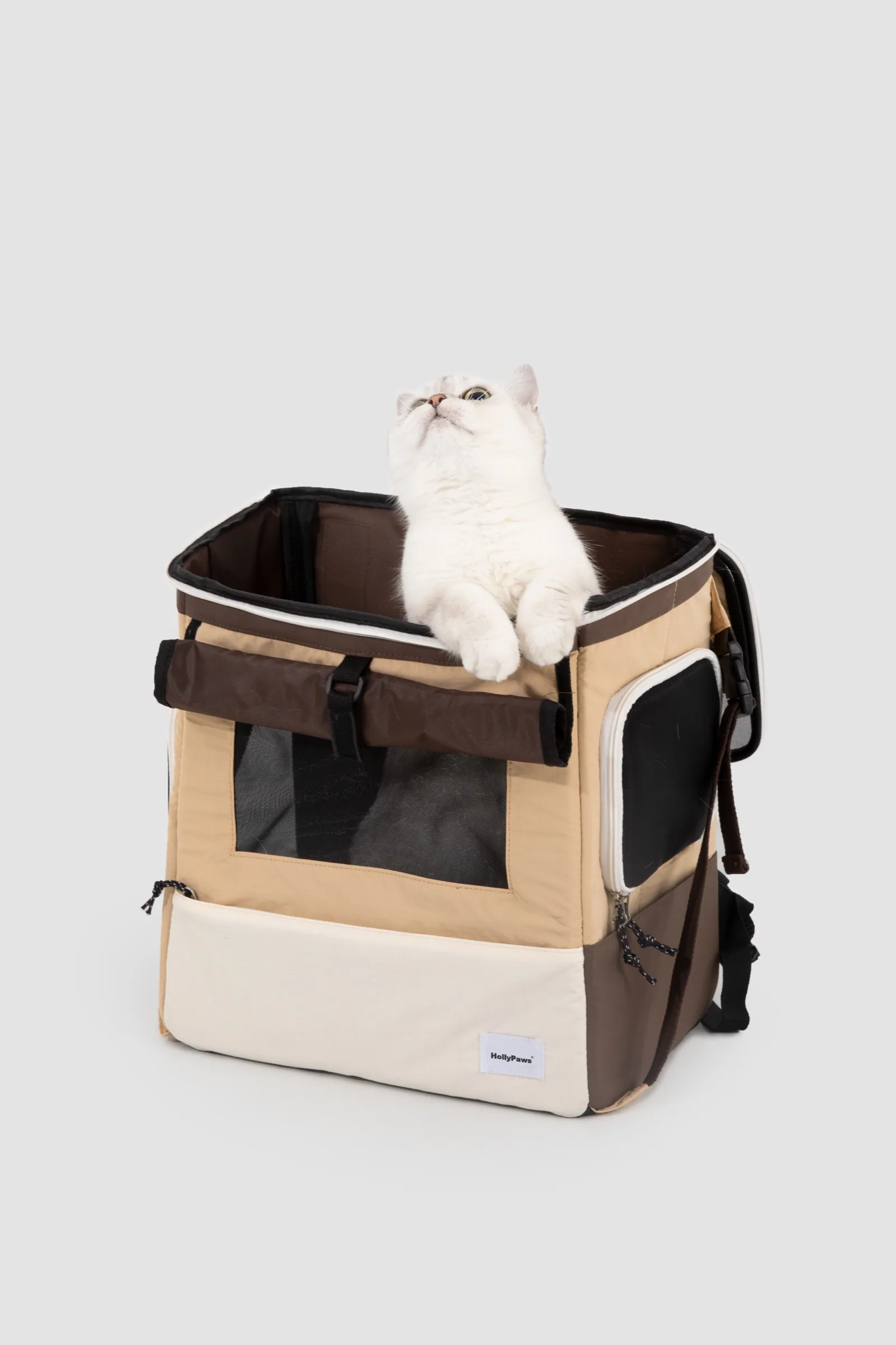 Cat looking through the open top access
