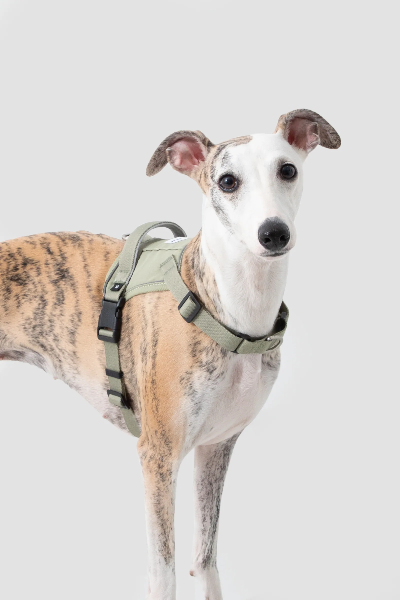 Dog wearing the Olive Green quick-fit harness from the front