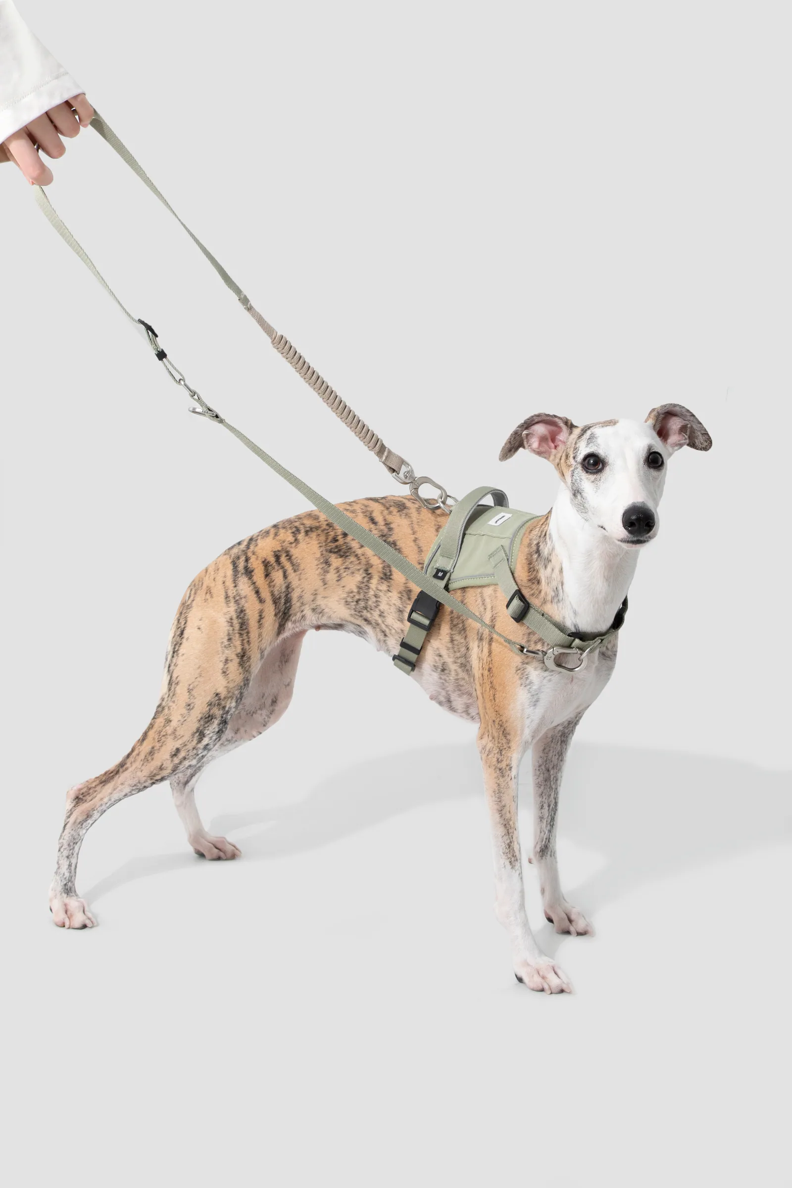 Front and rear leash-ring positions demonstrated on the fitted harness