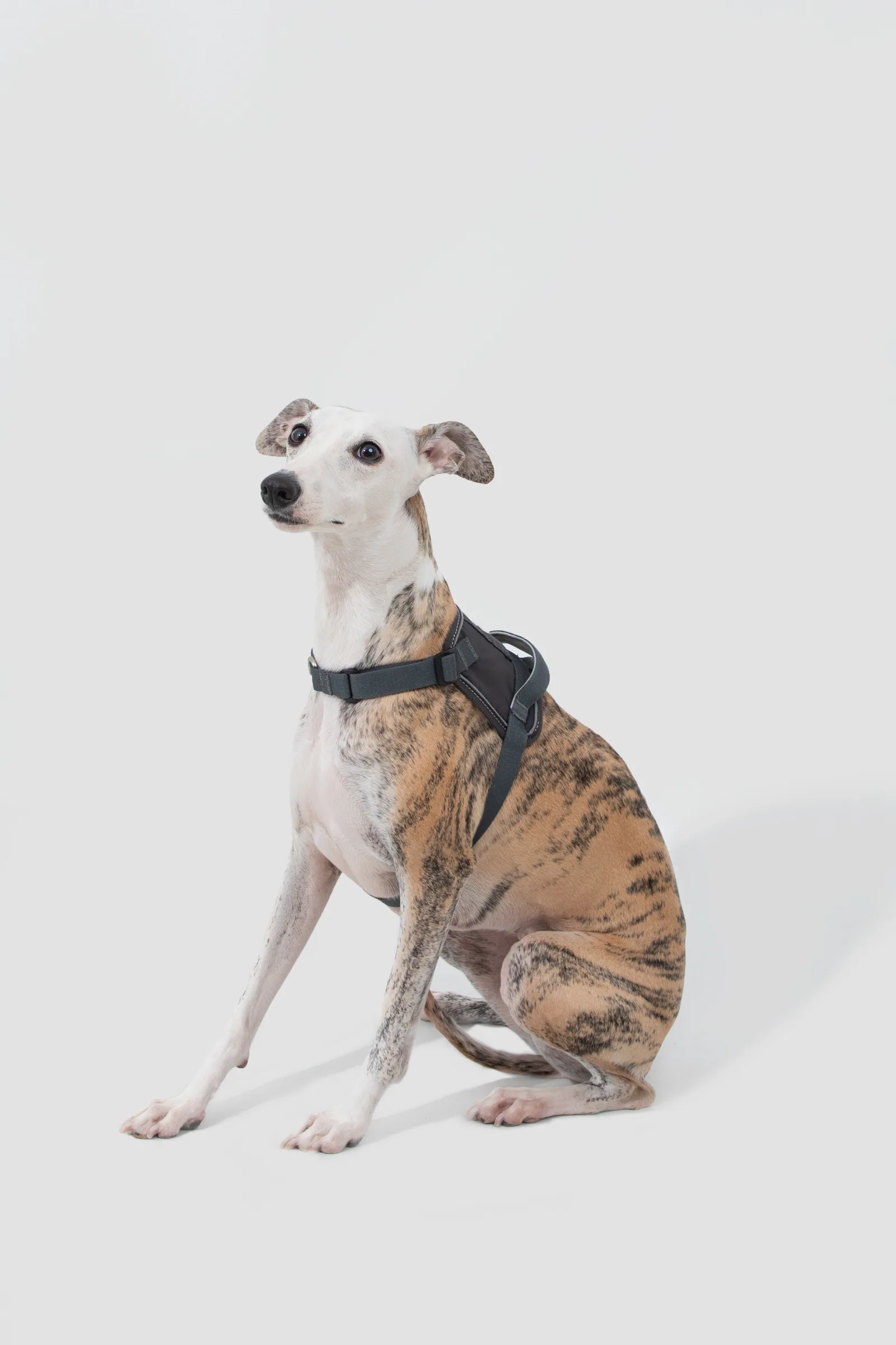 Dog wearing the Buckwheat Grey harness in a seated fit view