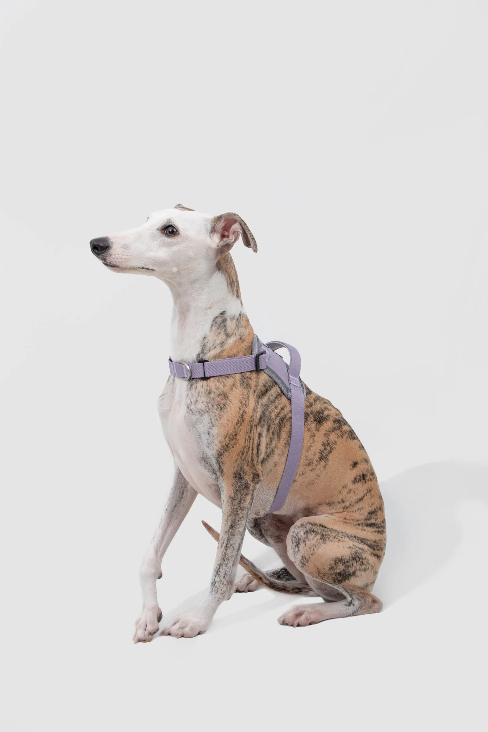 Dog wearing the Hibiscus Purple harness in a seated fit view
