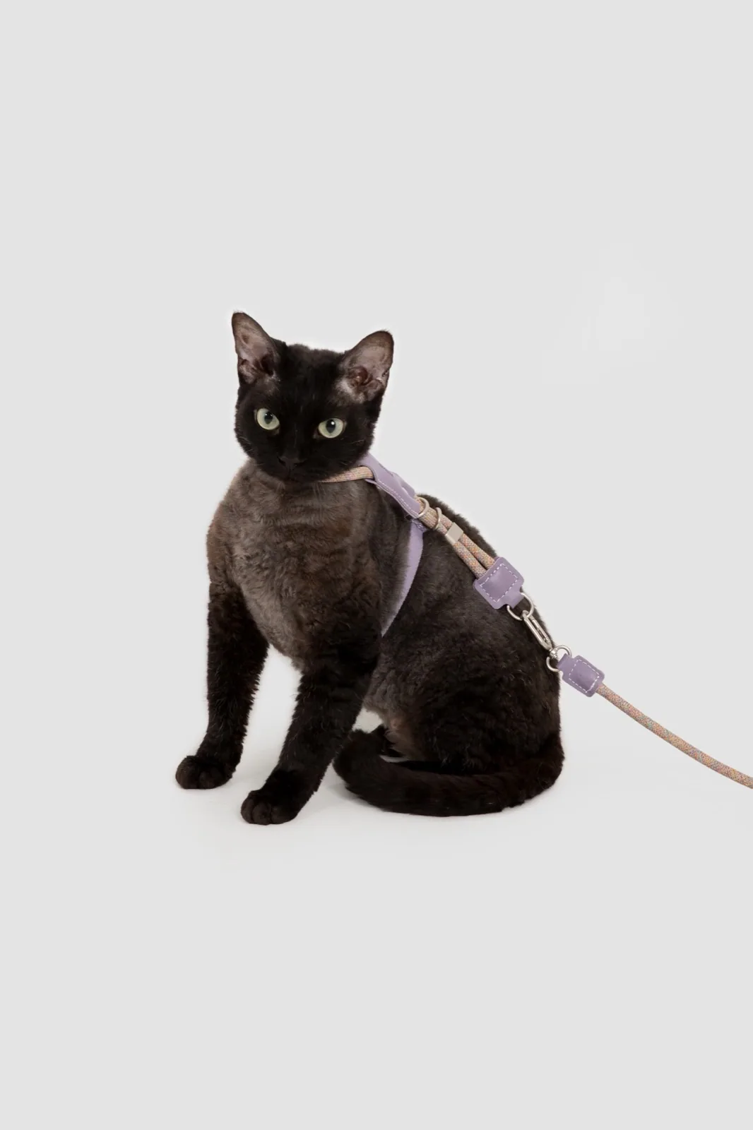 Cat wearing the Hibiscus Purple harness in a supervised studio fit view