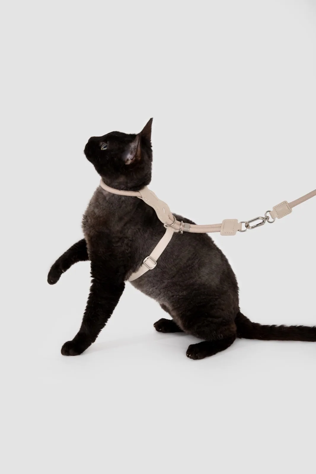 Cat wearing the Milk Brown harness in a supervised studio fit view