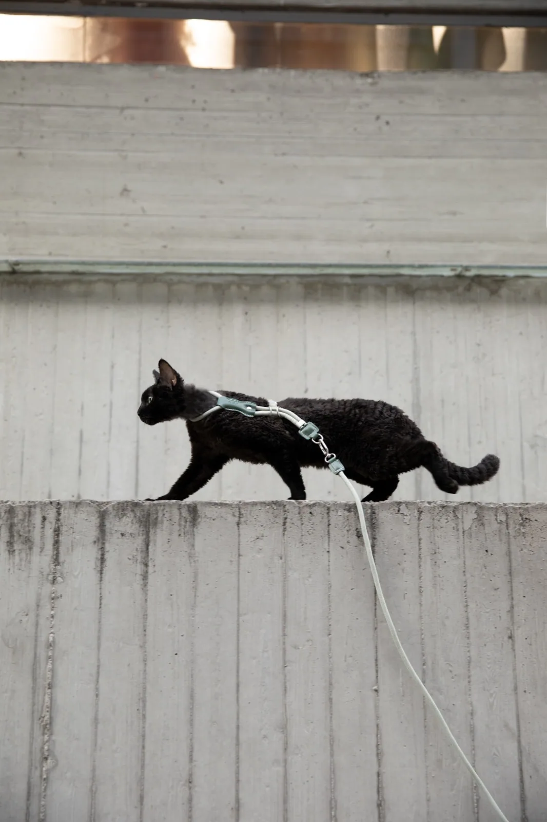 Cat walking in the Olive Green harness during supervised outdoor use