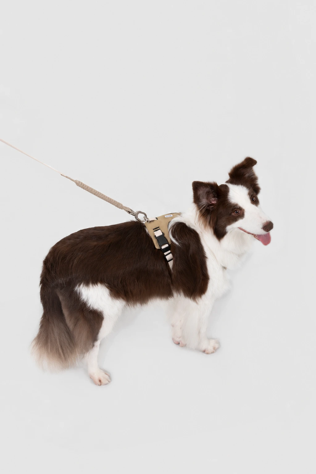 Real Border Collie wearing the Clay Brown padded sport harness