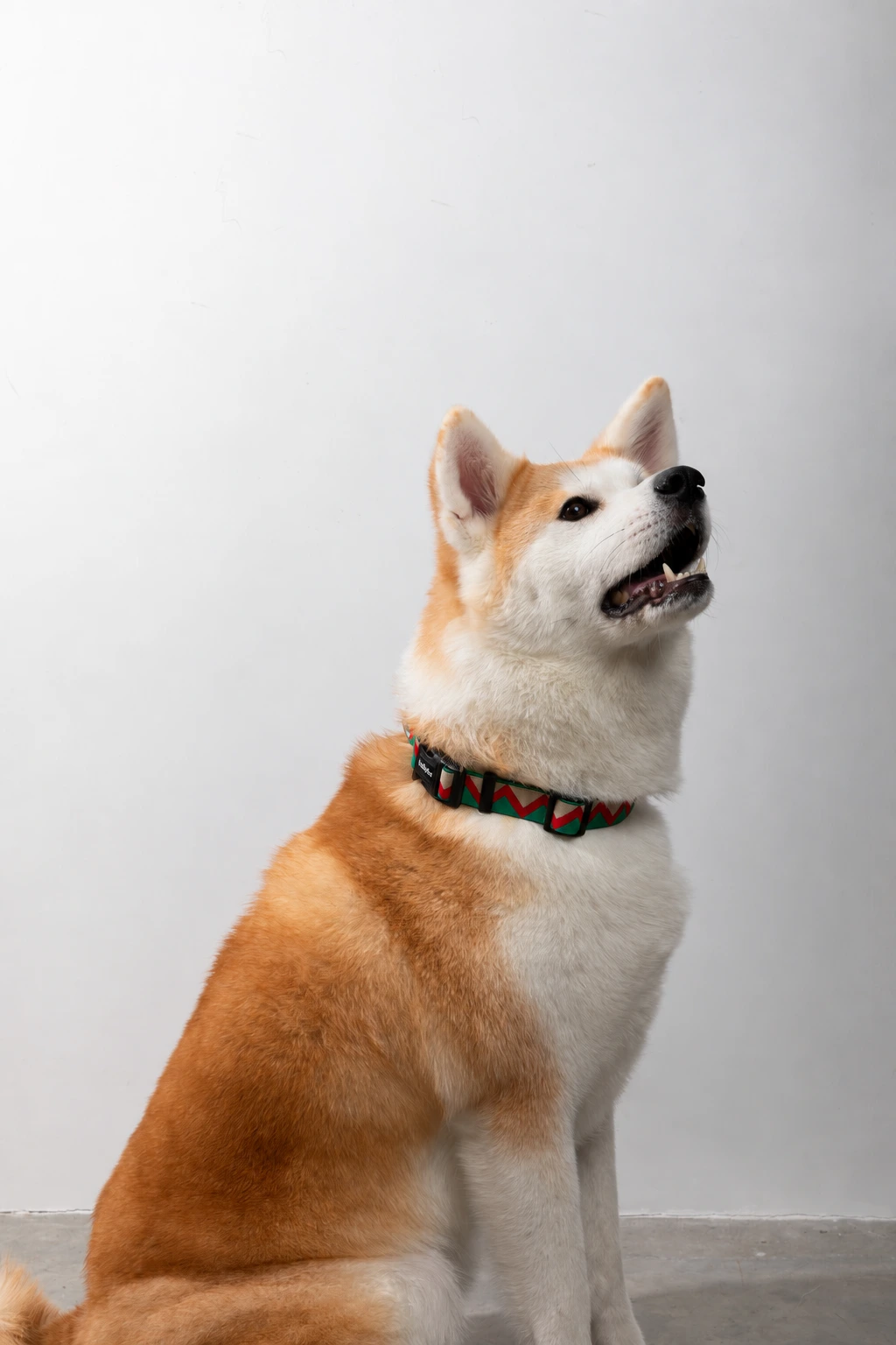Real Shiba wearing a green collar with HollyPaws buckle lettering